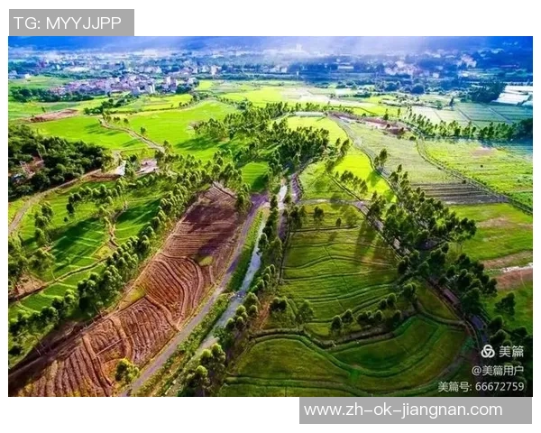 重庆飞盘队的运营揭秘与发展探索深度分析